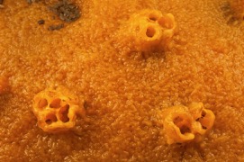 Orange encr sponge 2 rm 